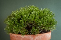 Pinus leucodermis 'Smidtii'